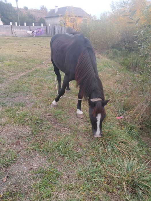 Vând cal de căruță urgent
