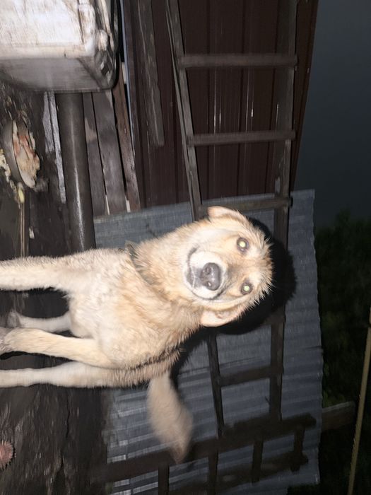 Отдам собаку в добрые руки
