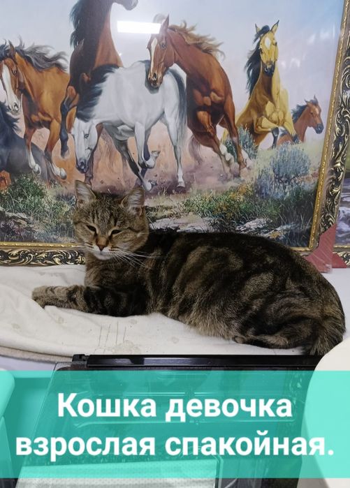 Кошка стерилизованая воспитаная
