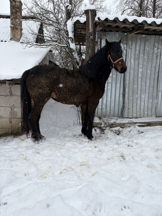Carlana de vanzare!mai multe detali la telefon
