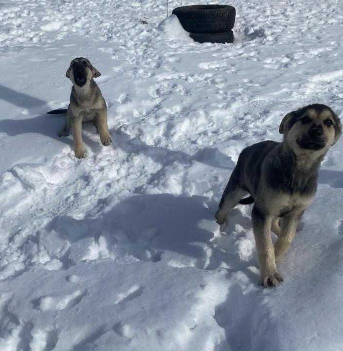 Щенки дворняжки бесплатно