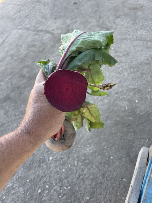 Sfecla rosie Pablo F1