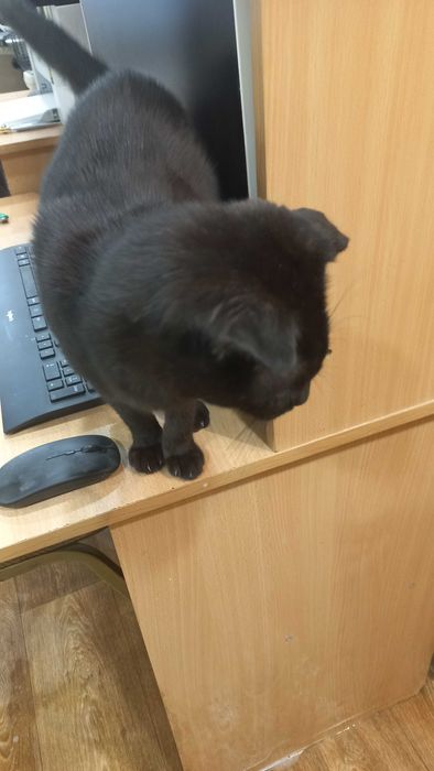 Ваш любимый питомец