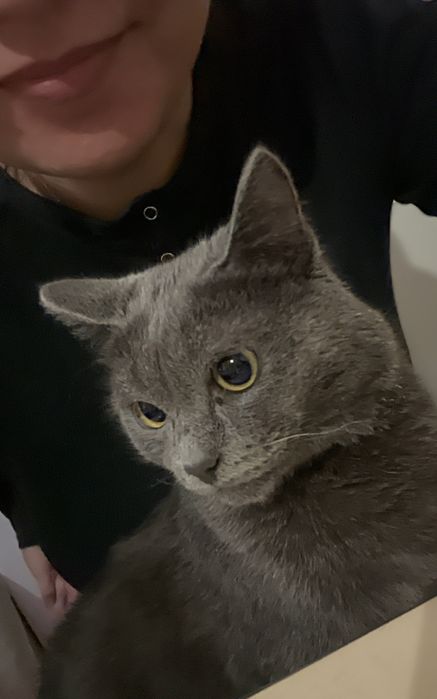 Отдам кота в добрые руки