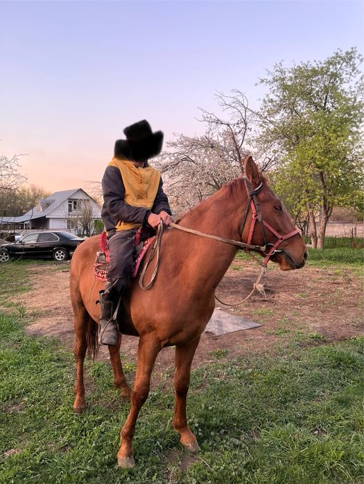 Кровленый донен