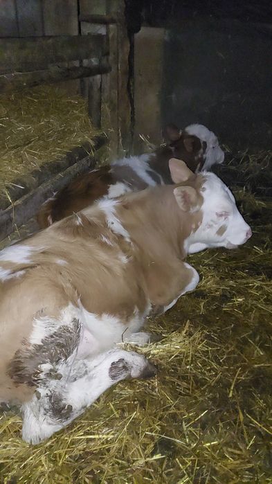 Viței de vânzare înțărcați 3 masculi și o femelă balțați