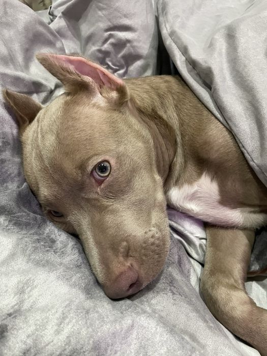 Собаки 11 месяцов,нужна сучка