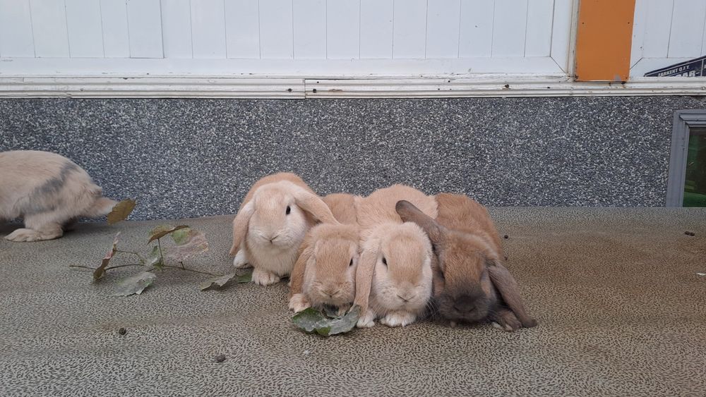 Quyonchalar sotiladi