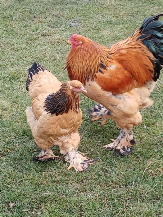 Vând ouă pentru incubat de brahma columbia pe negru