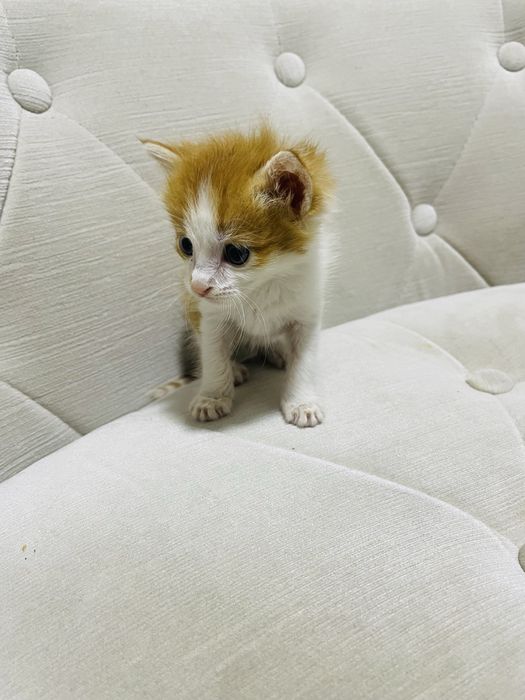 Отдается котенок кормящей матери