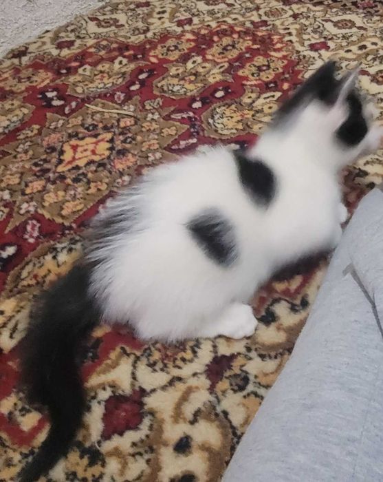 Подарявам малко котенце