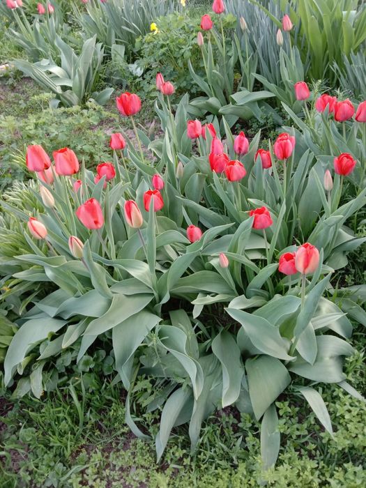 Цветы для вашего сада и огорода!!!