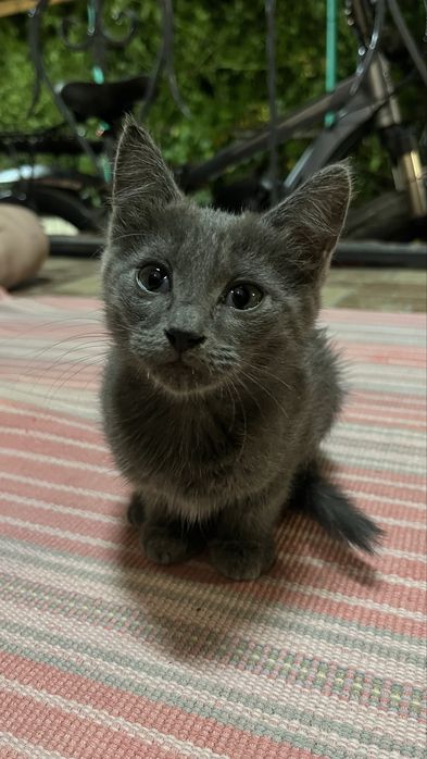 Котенок хорошая маленькая