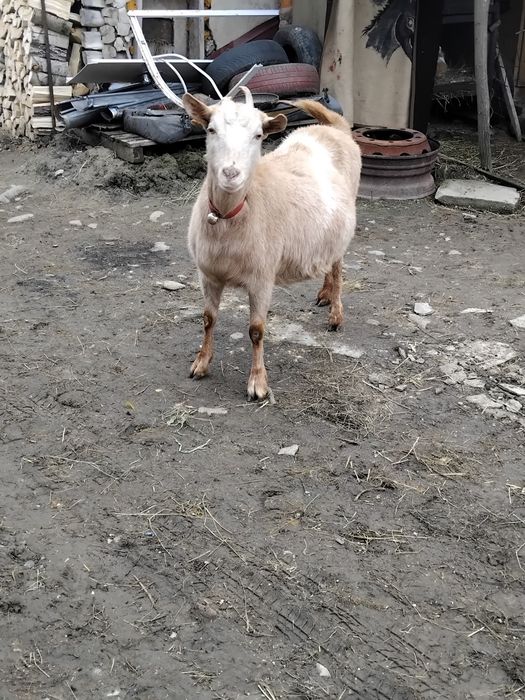 Vând capră metis sannen gestanta