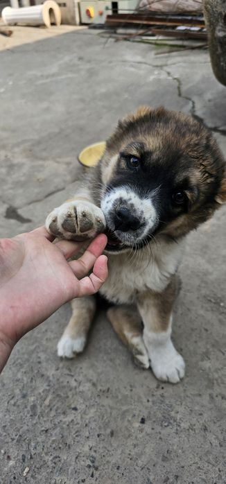 Продаётся шенок алабай