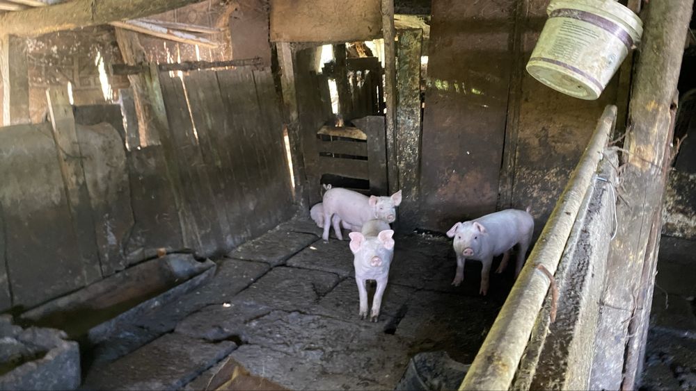 Прасета малки ..