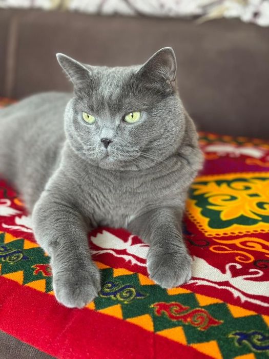 Отдаю кошку и кота