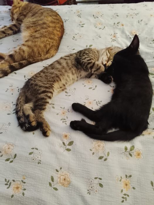 Отдам котят в добрые руки