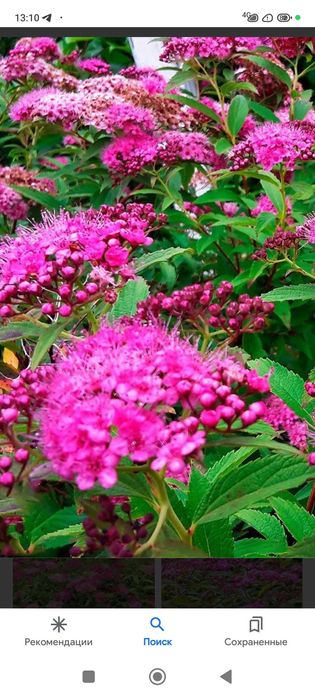 Сперея японская много летний кустарник