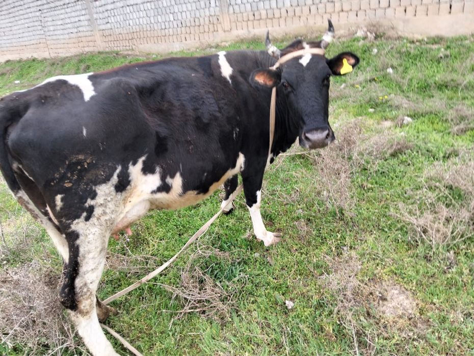 Сиыр сатылады  780.000мың