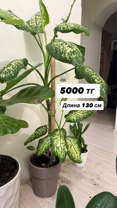 Продам комнатные цветы