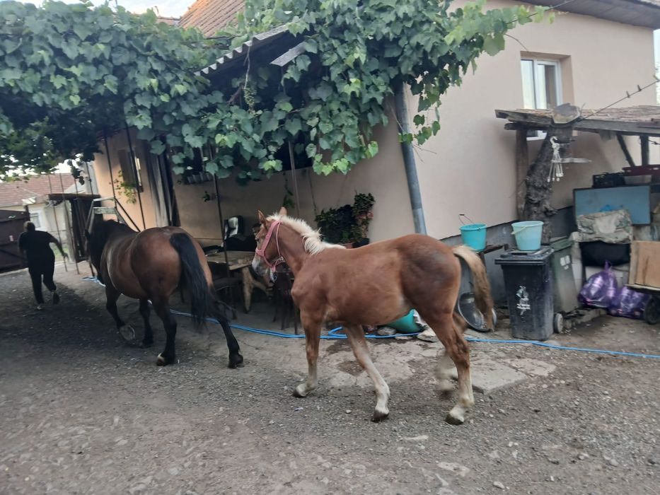 Vând mânz de 5 luni