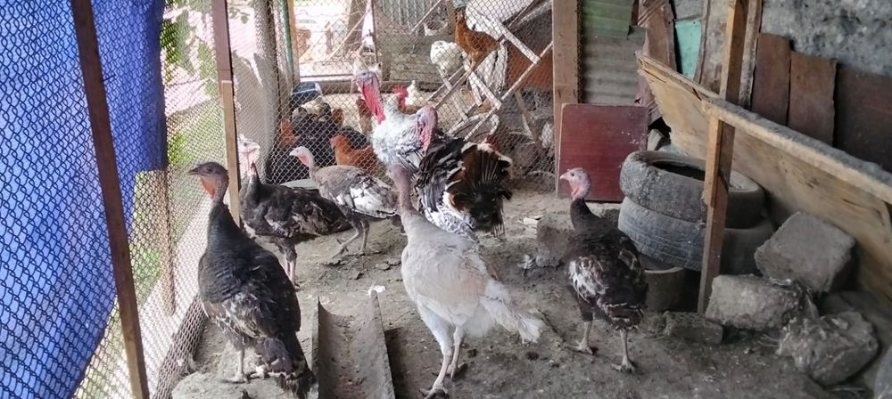 Индюки самцы и самки (1год)