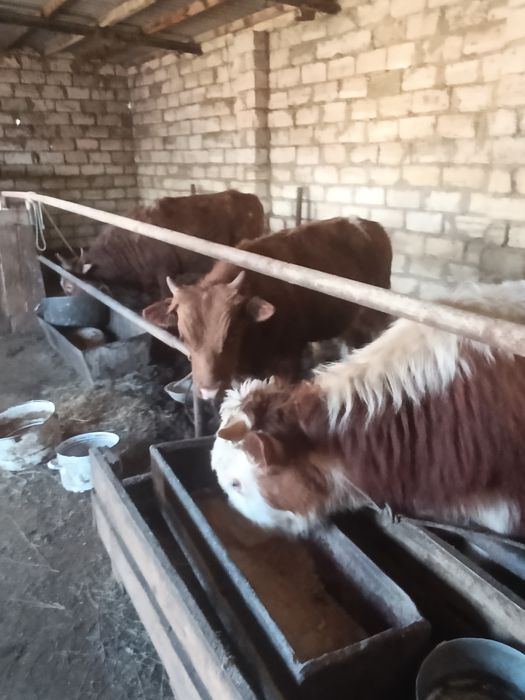 Баспақ сатылады.