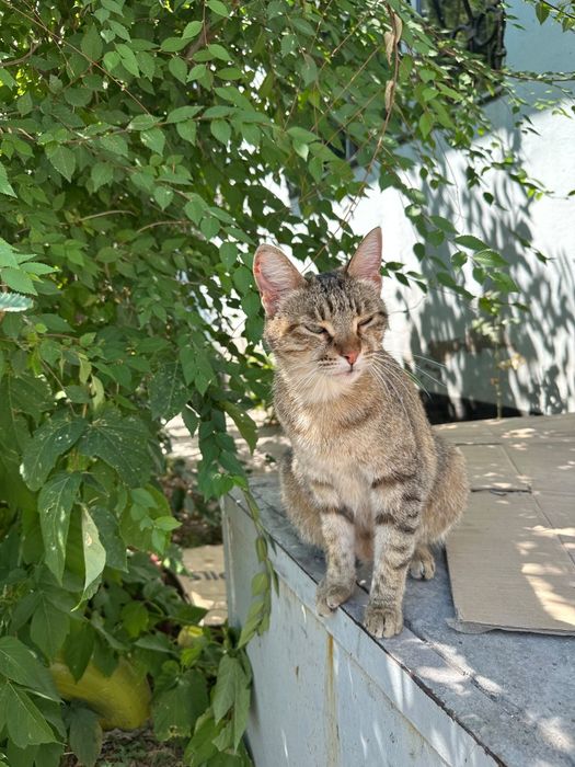 В добрые руки кошечка