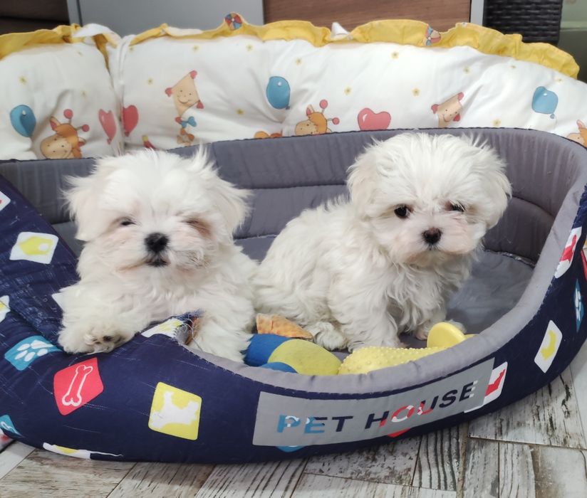 Малтийска болонка