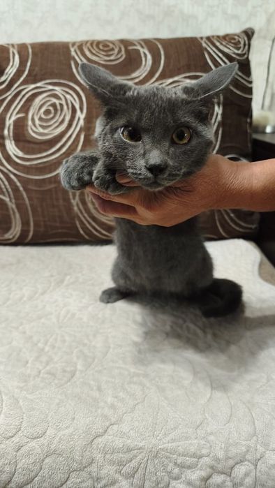 Дарю котенка , мальчик