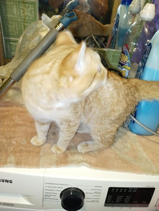 Найдена кошечка,чистая.