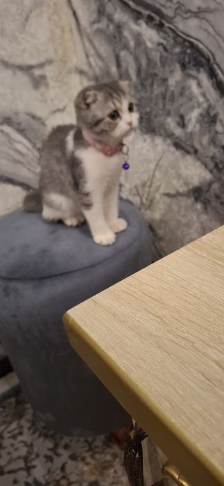 Mushuk sotiladi scottish fold