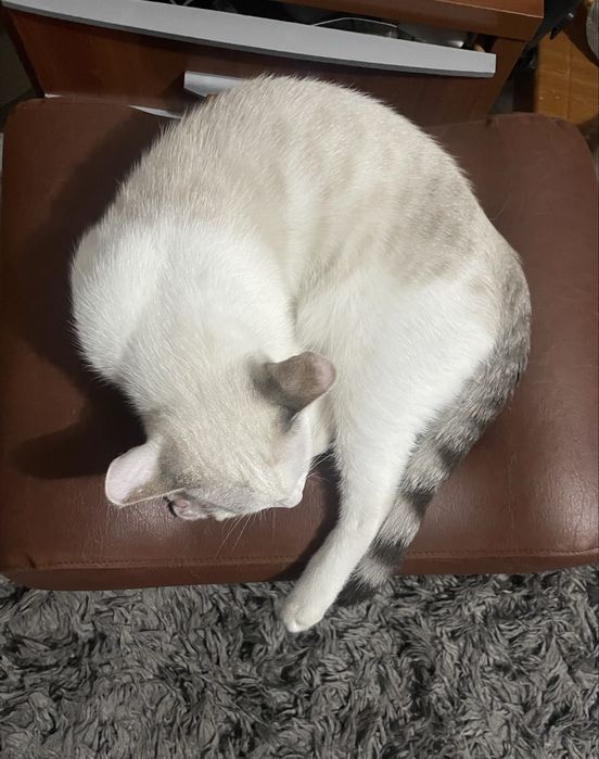 Отдам даром котенка мальчика