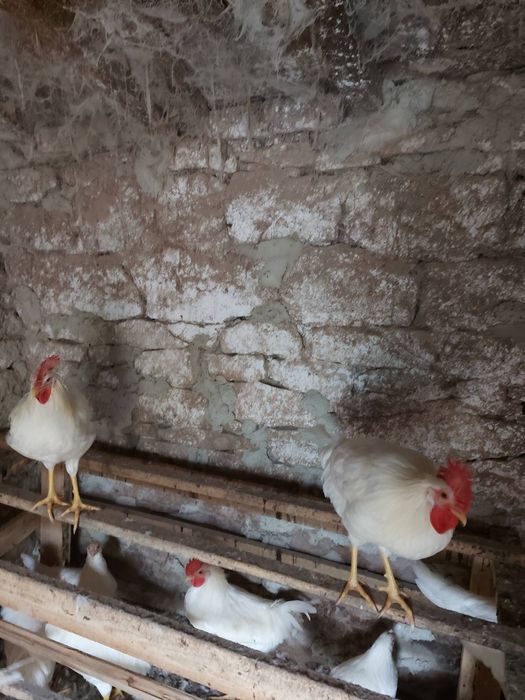 Продавам петли бял легхорн