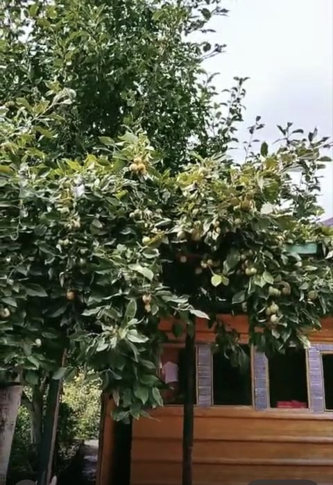 Срочно продам дачу в районе Ахмирова