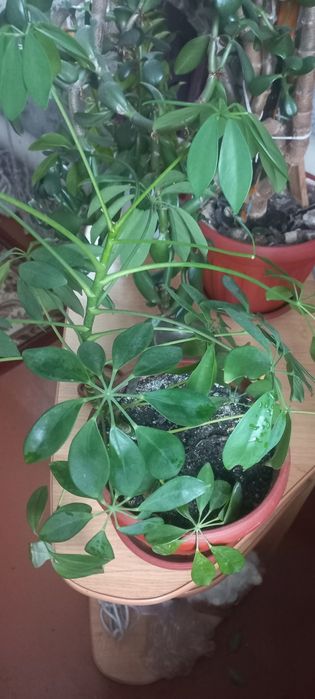 Продам комнатные цветы