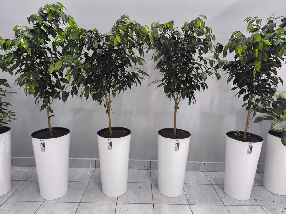 Офисные цветы  Хона гуллари