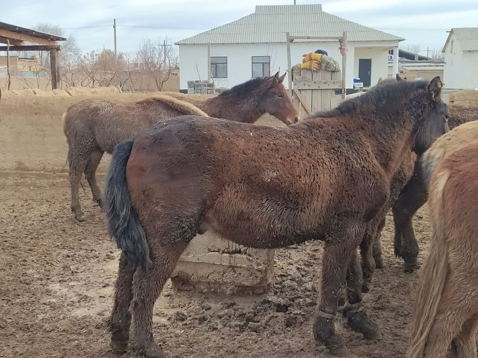 Полторашкалар сатылады