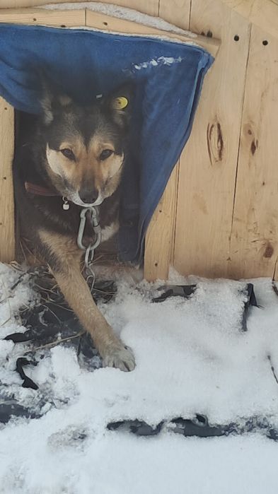 собака,трёхлапая потерялась