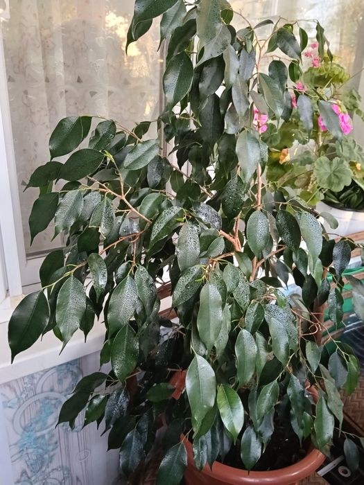 Продам фикус Бенджамина