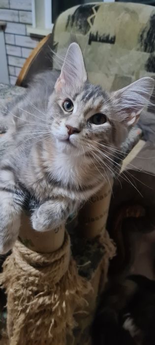 Котята мейн кун ,клубные.