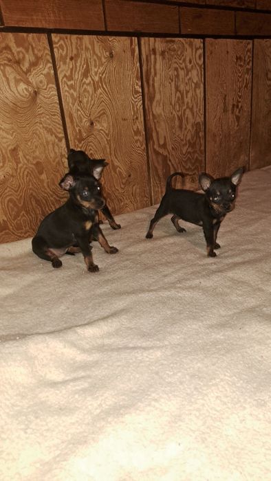 Пинчер  с БГ ПАСПОРТ