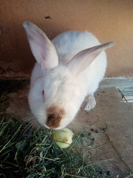 Kaliforniya sotiladi