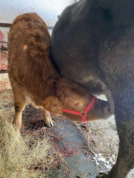 De vanzare vaca cu vitea angus gestanta !