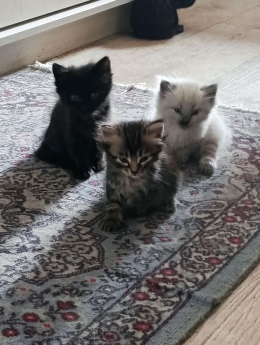 Отдам котят в добрые руки