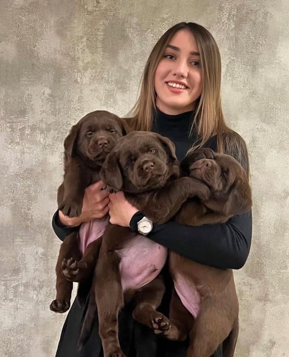 Малыши Ретривера