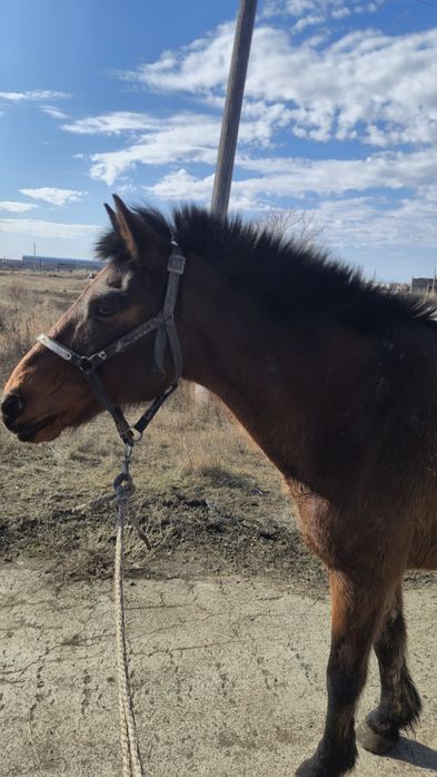 Мерин 10 лет рабочий