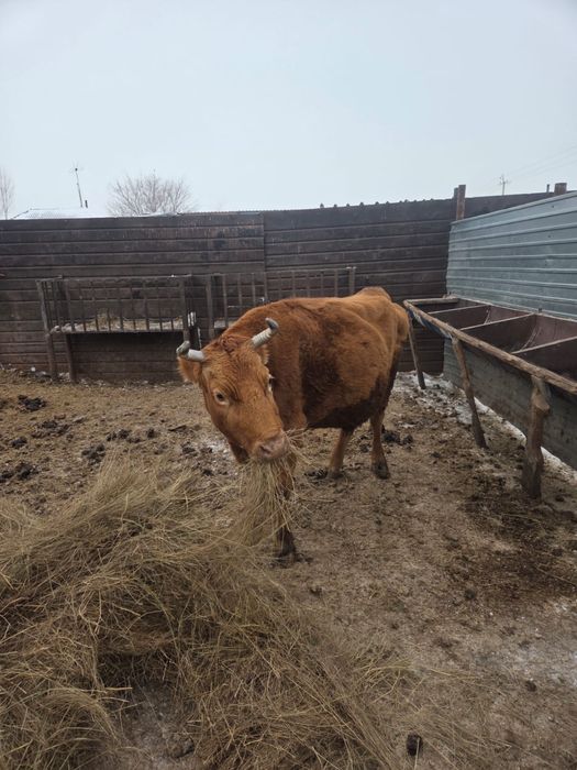 Продам корову