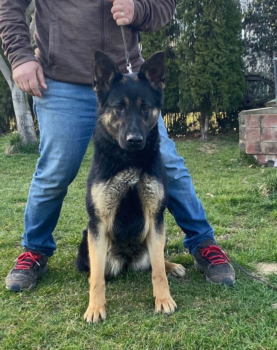 Femelă ciobănesc german linie de lucru